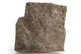 Cruziana (Fossil Trilobite Trackway) - Morocco #253169-1